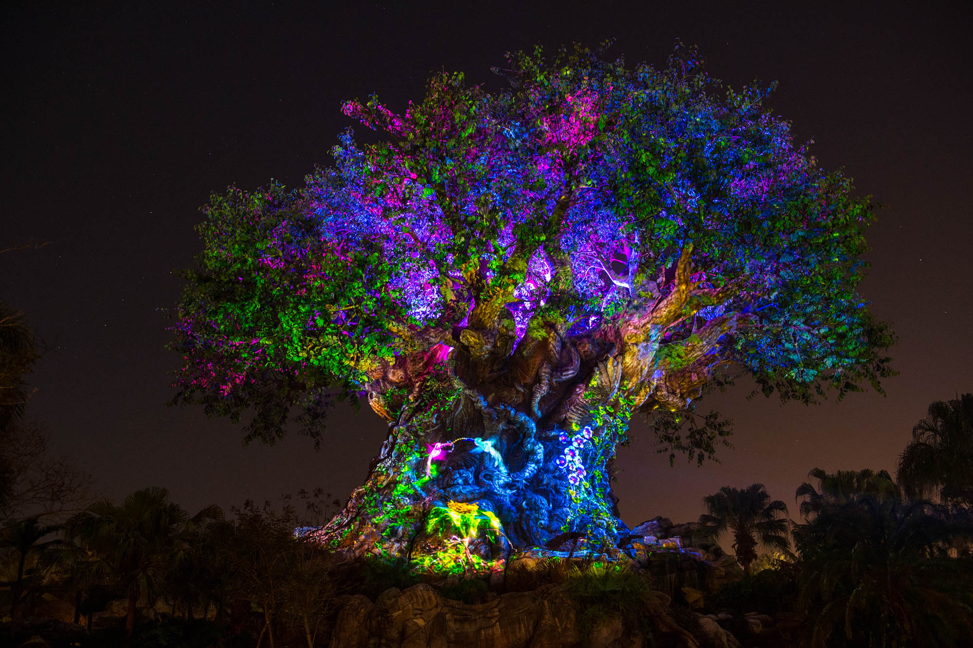Disney's Animal Kingdom's iconic Tree of Life will undergo extraordinary ÒawakeningsÓ throughout each evening as the animal spirits are brought to life by magical fireflies that reveal colorful stories of wonder and enchantment. Projections of nature scenes take on a magical quality as they appear to dramatically emanate from within the Tree of Life. (David Roark, photographer)