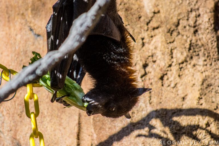 Wildlife Wednesday The bats of the Maharajah Jungle Trek