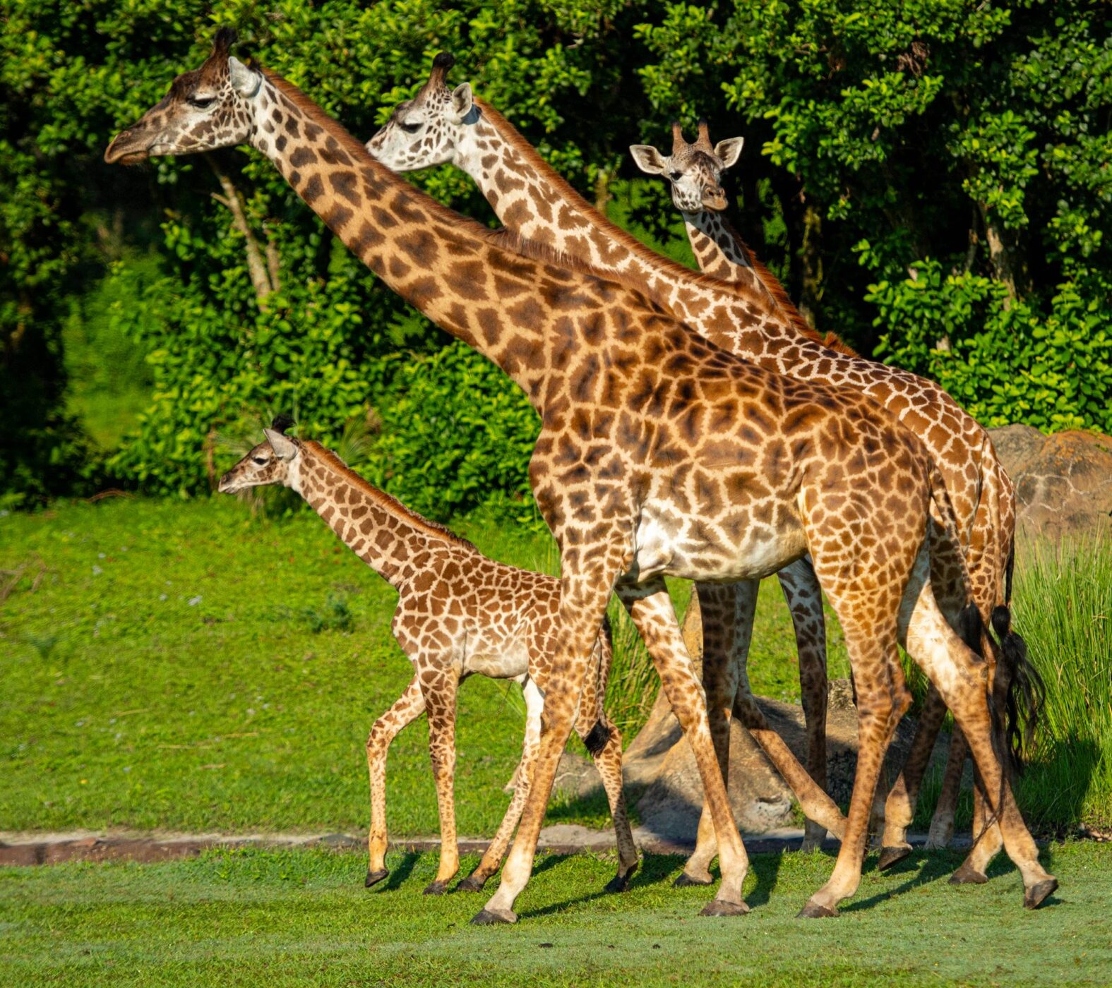 Meet Humphrey! Baby Giraffe Joins Tower on Kilimanjaro Safaris