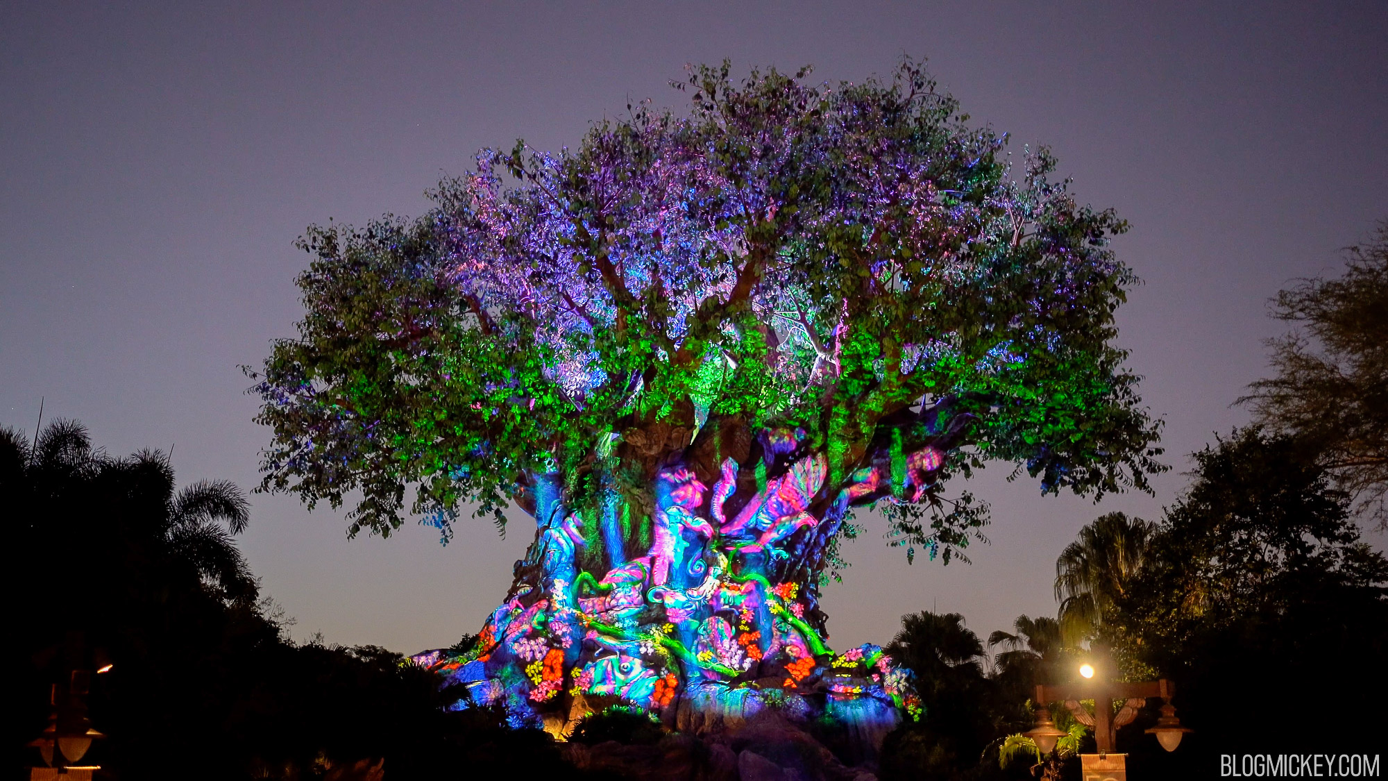 Tree of Life Awakenings Move to Nightly Showings Starting November 5th at Animal  Kingdom