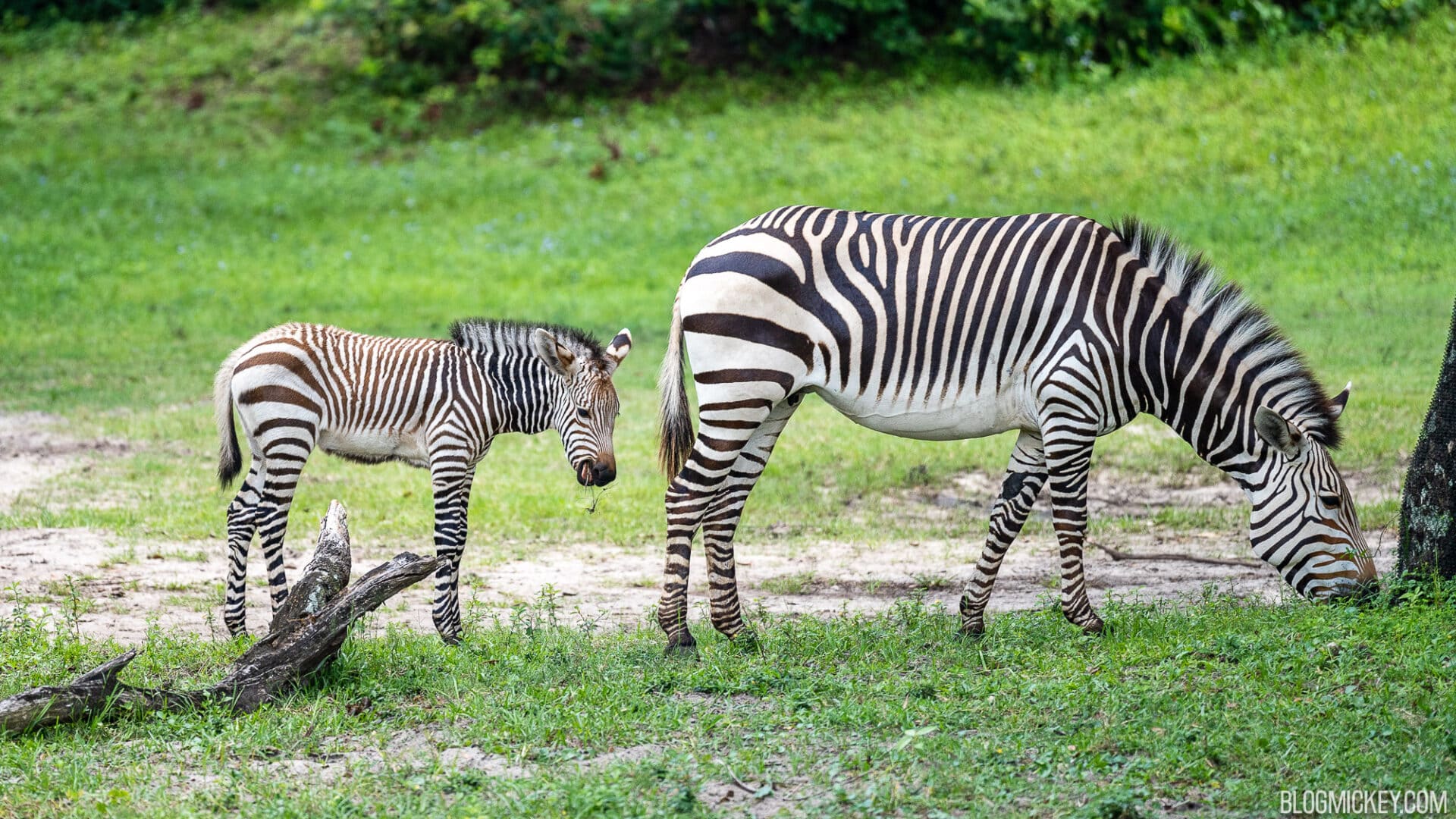 Two Baby Zebras Born at Disney's Animal Kingdom