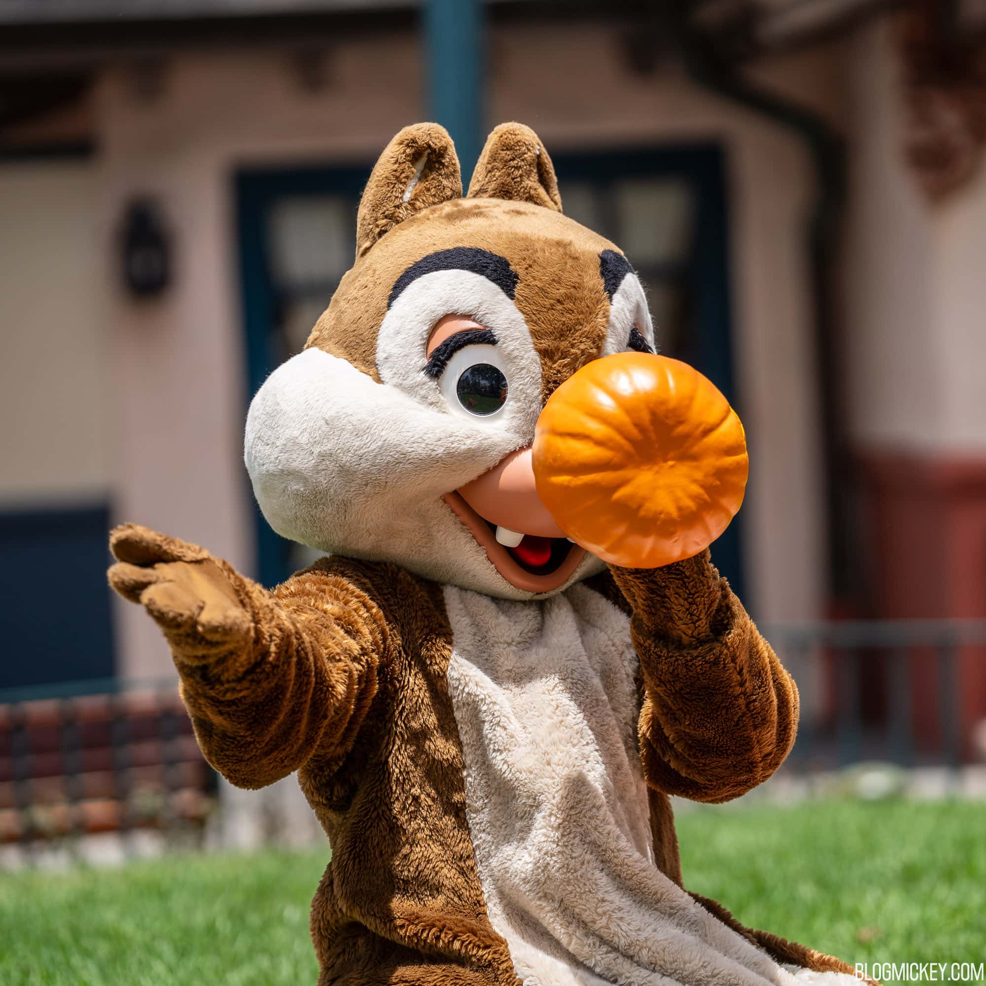 Chip &amp; Dale Trade Rescue Rangers Outfits for Pumpkins As They Celebrate ...