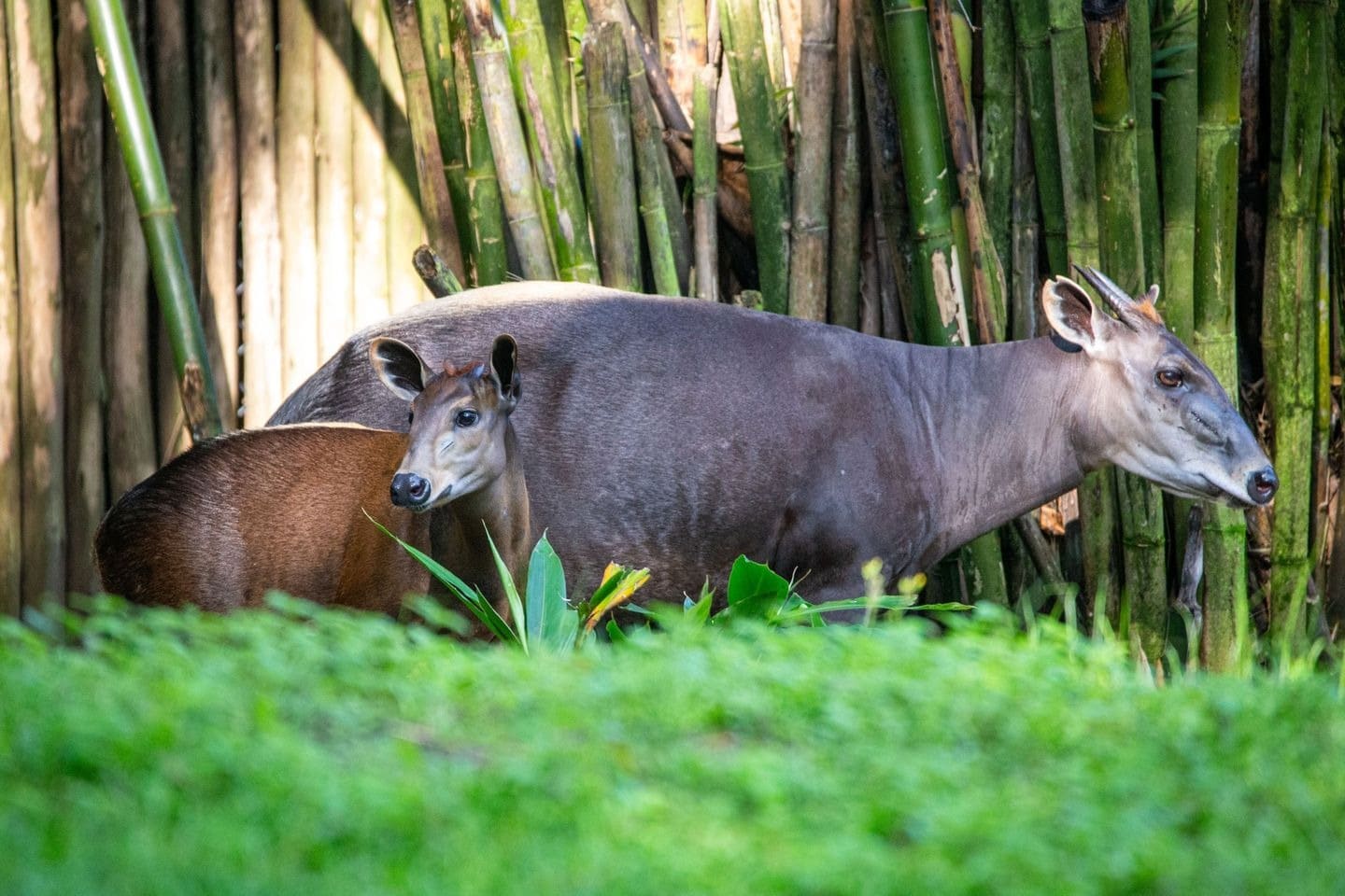 Yellow-Backed Duiker Calf Makes Debut at Disneys Animal Kingdom